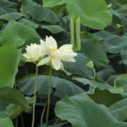 ヒメ日記 2025/07/15 09:58 投稿 さつき 熟女の風俗最終章 沼津店