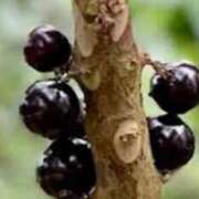 ヒメ日記 2025/07/15 21:25 投稿 さつき 熟女の風俗最終章 沼津店