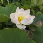 ヒメ日記 2025/07/16 00:05 投稿 さつき 熟女の風俗最終章 沼津店