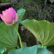 ヒメ日記 2025/07/16 06:38 投稿 さつき 熟女の風俗最終章 沼津店