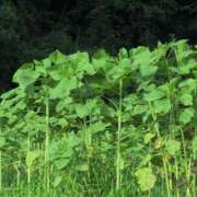 ヒメ日記 2025/07/16 08:42 投稿 さつき 熟女の風俗最終章 沼津店