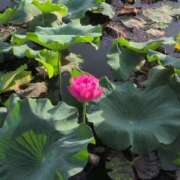 ヒメ日記 2025/07/19 07:36 投稿 さつき 熟女の風俗最終章 沼津店