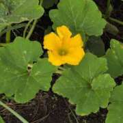 ヒメ日記 2025/07/19 07:48 投稿 さつき 熟女の風俗最終章 沼津店