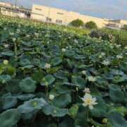 ヒメ日記 2025/07/19 08:18 投稿 さつき 熟女の風俗最終章 沼津店