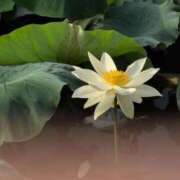 ヒメ日記 2025/07/20 10:18 投稿 さつき 熟女の風俗最終章 沼津店