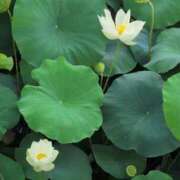 ヒメ日記 2025/07/20 10:34 投稿 さつき 熟女の風俗最終章 沼津店