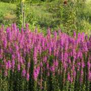 ヒメ日記 2025/07/20 11:02 投稿 さつき 熟女の風俗最終章 沼津店