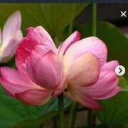 ヒメ日記 2025/07/23 19:48 投稿 さつき 熟女の風俗最終章 沼津店