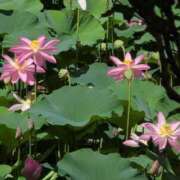 ヒメ日記 2025/07/26 08:18 投稿 さつき 熟女の風俗最終章 沼津店