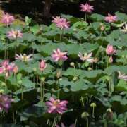 ヒメ日記 2025/07/27 06:50 投稿 さつき 熟女の風俗最終章 沼津店