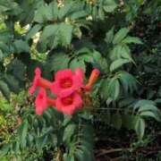 ヒメ日記 2025/07/27 08:28 投稿 さつき 熟女の風俗最終章 沼津店