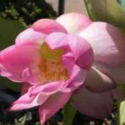 ヒメ日記 2025/07/28 11:08 投稿 さつき 熟女の風俗最終章 沼津店