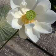 ヒメ日記 2025/07/29 18:28 投稿 さつき 熟女の風俗最終章 沼津店