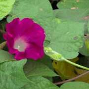 ヒメ日記 2025/08/01 07:38 投稿 さつき 熟女の風俗最終章 沼津店