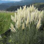 ヒメ日記 2025/08/09 09:21 投稿 さつき 熟女の風俗最終章 沼津店