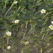 ヒメ日記 2025/08/12 08:34 投稿 さつき 熟女の風俗最終章 沼津店