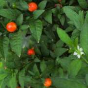 ヒメ日記 2025/08/12 08:47 投稿 さつき 熟女の風俗最終章 沼津店