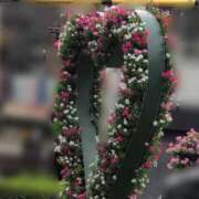 ヒメ日記 2025/08/12 08:58 投稿 さつき 熟女の風俗最終章 沼津店