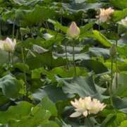 ヒメ日記 2025/08/13 09:08 投稿 さつき 熟女の風俗最終章 沼津店