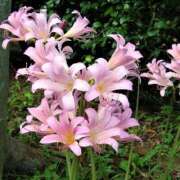 ヒメ日記 2025/08/14 18:46 投稿 さつき 熟女の風俗最終章 沼津店