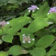 ヒメ日記 2025/08/16 15:45 投稿 さつき 熟女の風俗最終章 沼津店