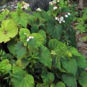 ヒメ日記 2025/08/16 15:58 投稿 さつき 熟女の風俗最終章 沼津店