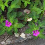 ヒメ日記 2025/08/16 18:12 投稿 さつき 熟女の風俗最終章 沼津店