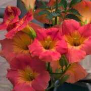 ヒメ日記 2025/08/17 06:07 投稿 さつき 熟女の風俗最終章 沼津店