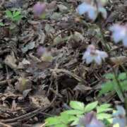 ヒメ日記 2025/08/19 11:48 投稿 さつき 熟女の風俗最終章 沼津店