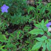 ヒメ日記 2025/08/19 21:28 投稿 さつき 熟女の風俗最終章 沼津店