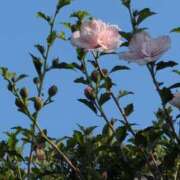 ヒメ日記 2025/08/20 16:38 投稿 さつき 熟女の風俗最終章 沼津店