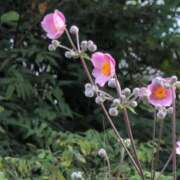 ヒメ日記 2025/08/23 14:48 投稿 さつき 熟女の風俗最終章 沼津店