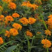 ヒメ日記 2025/08/23 19:48 投稿 さつき 熟女の風俗最終章 沼津店