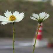 ヒメ日記 2025/08/24 22:58 投稿 さつき 熟女の風俗最終章 沼津店