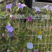 ヒメ日記 2025/08/24 23:38 投稿 さつき 熟女の風俗最終章 沼津店