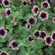 ヒメ日記 2025/08/25 09:18 投稿 さつき 熟女の風俗最終章 沼津店