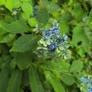 ヒメ日記 2025/08/26 10:28 投稿 さつき 熟女の風俗最終章 沼津店