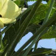 ヒメ日記 2025/08/27 10:08 投稿 さつき 熟女の風俗最終章 沼津店