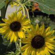 ヒメ日記 2025/08/27 17:38 投稿 さつき 熟女の風俗最終章 沼津店