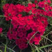 ヒメ日記 2025/08/27 17:48 投稿 さつき 熟女の風俗最終章 沼津店