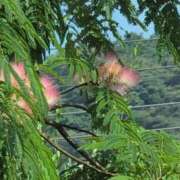 ヒメ日記 2025/09/09 19:28 投稿 さつき 熟女の風俗最終章 沼津店