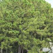 ヒメ日記 2025/09/14 10:22 投稿 さつき 熟女の風俗最終章 沼津店