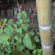 ヒメ日記 2025/09/14 23:28 投稿 さつき 熟女の風俗最終章 沼津店