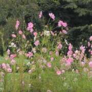 ヒメ日記 2025/09/19 08:48 投稿 さつき 熟女の風俗最終章 沼津店