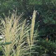 ヒメ日記 2025/09/19 13:28 投稿 さつき 熟女の風俗最終章 沼津店