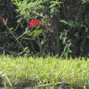 ヒメ日記 2025/09/22 11:58 投稿 さつき 熟女の風俗最終章 沼津店