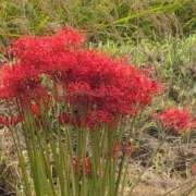 ヒメ日記 2025/09/22 15:58 投稿 さつき 熟女の風俗最終章 沼津店