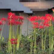 ヒメ日記 2025/09/24 07:18 投稿 さつき 熟女の風俗最終章 沼津店