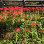 ヒメ日記 2025/09/24 09:28 投稿 さつき 熟女の風俗最終章 沼津店