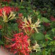 ヒメ日記 2025/09/24 16:58 投稿 さつき 熟女の風俗最終章 沼津店